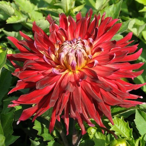 Dahlia Import - Manhattan Island