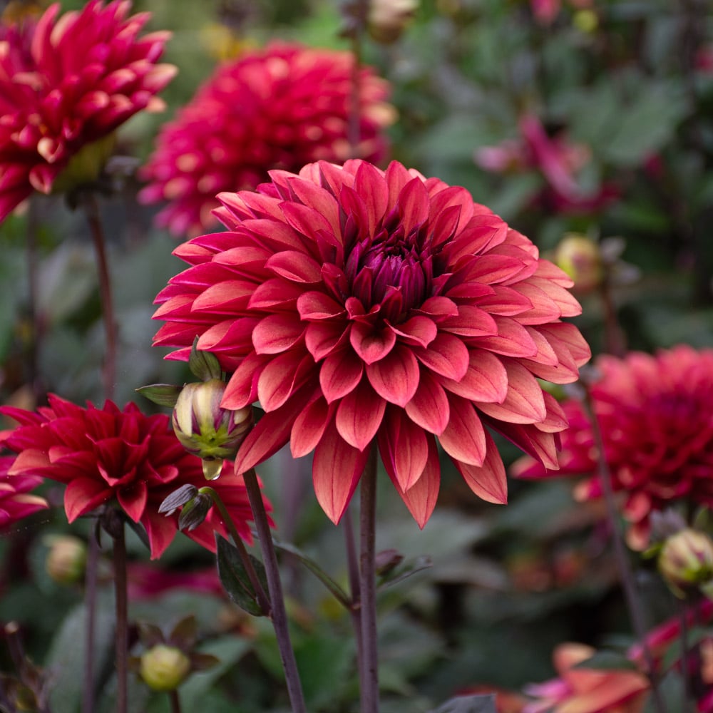 Dahlia Import - Danique