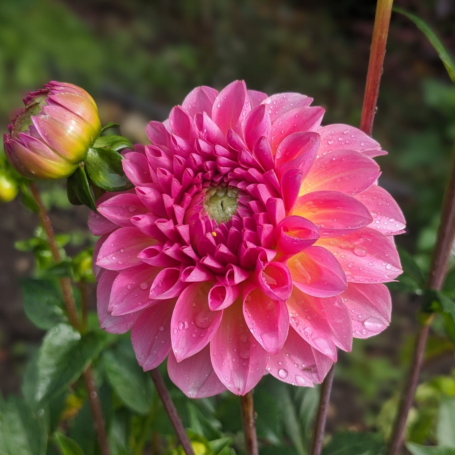 Dahlia - Esli