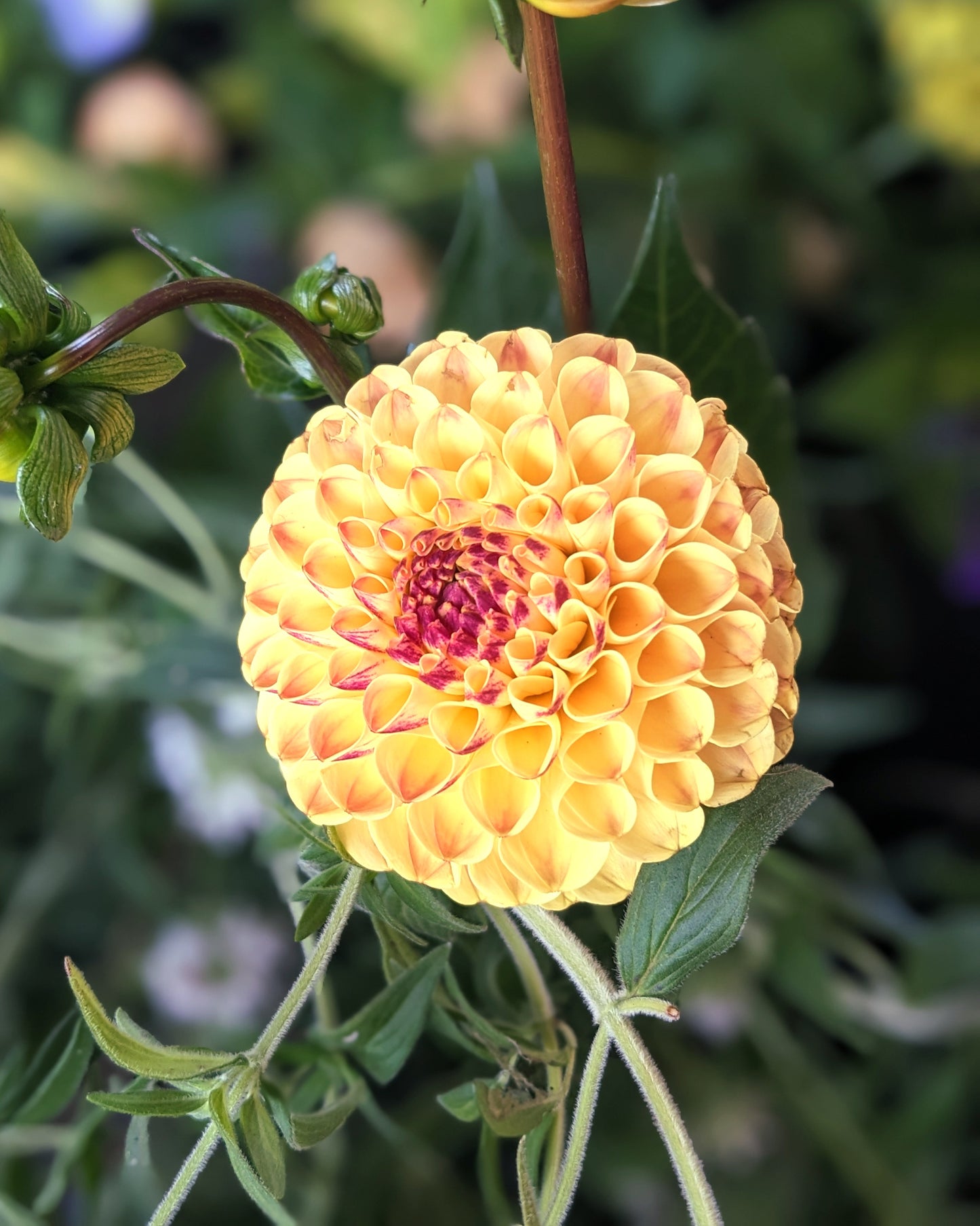 Dahlia - Ferncliff Spice