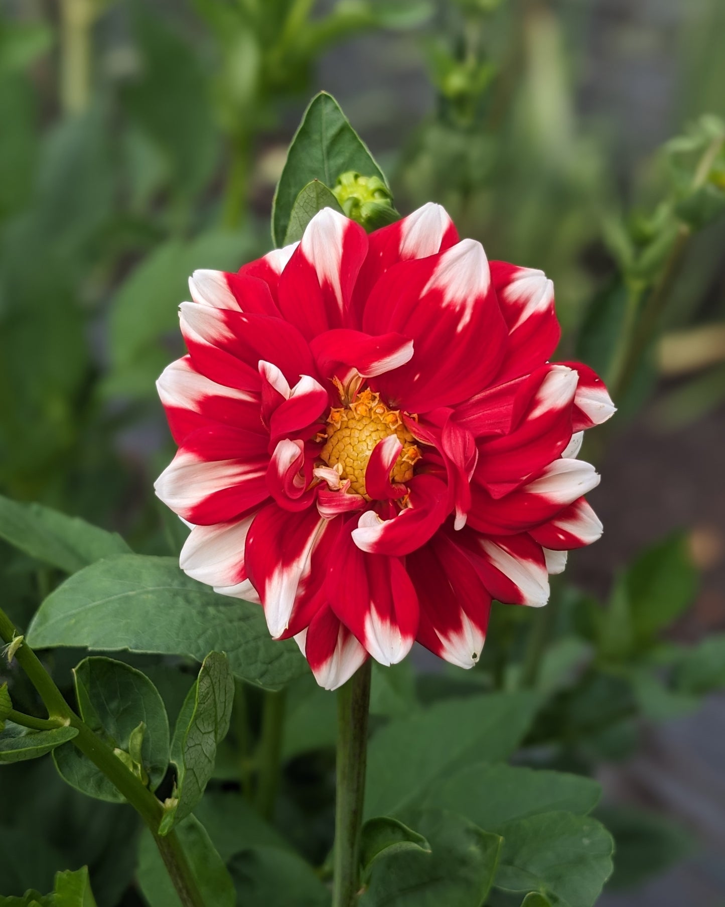 Dahlia - Fire & Ice