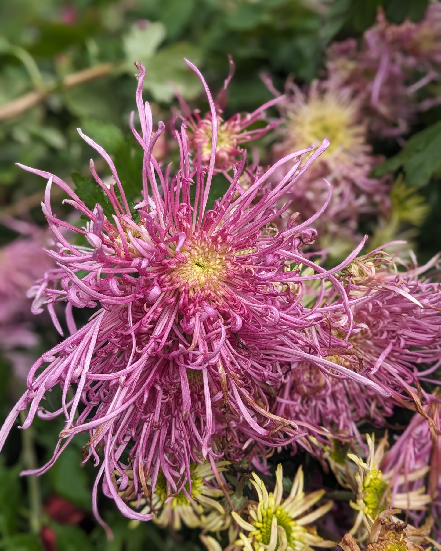 Chrysanthemum - Flair x 2