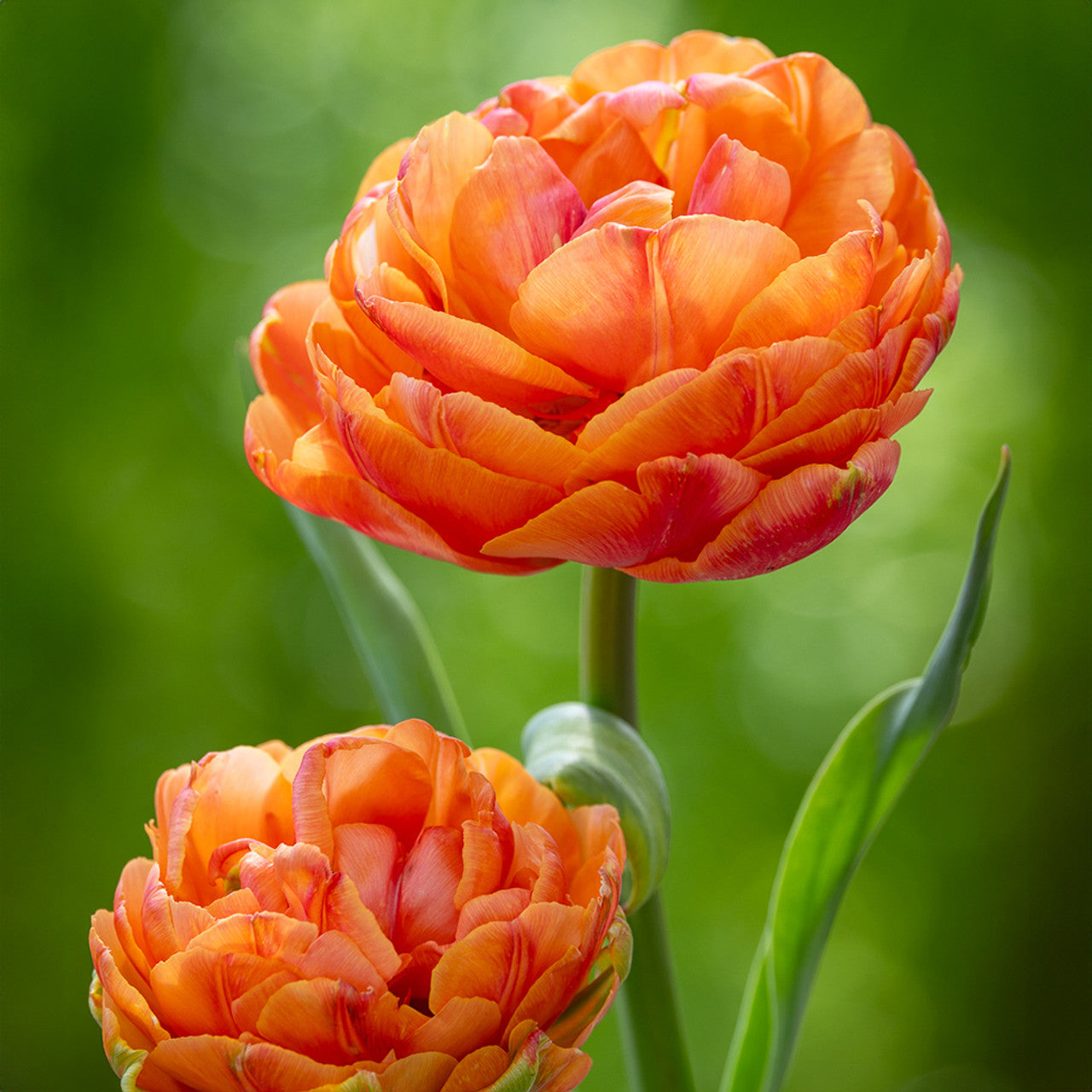 Tulip Formula One - 10 Bulbs