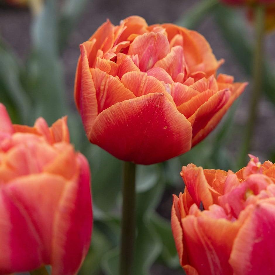 Tulip Formula One - 10 Bulbs