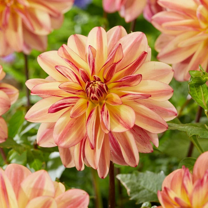 Dahlia Import - Happy Butterfly