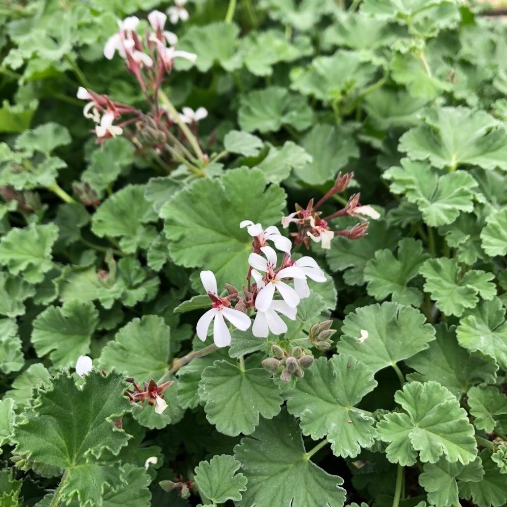 Nutmeg Scented Geranium Start