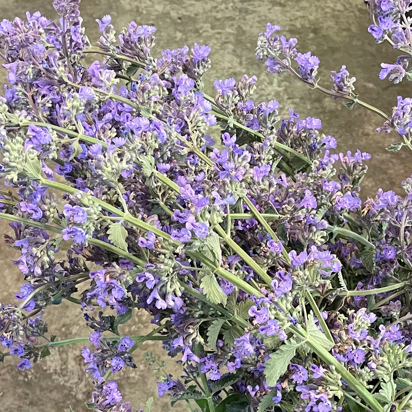 Nepeta by the bunch