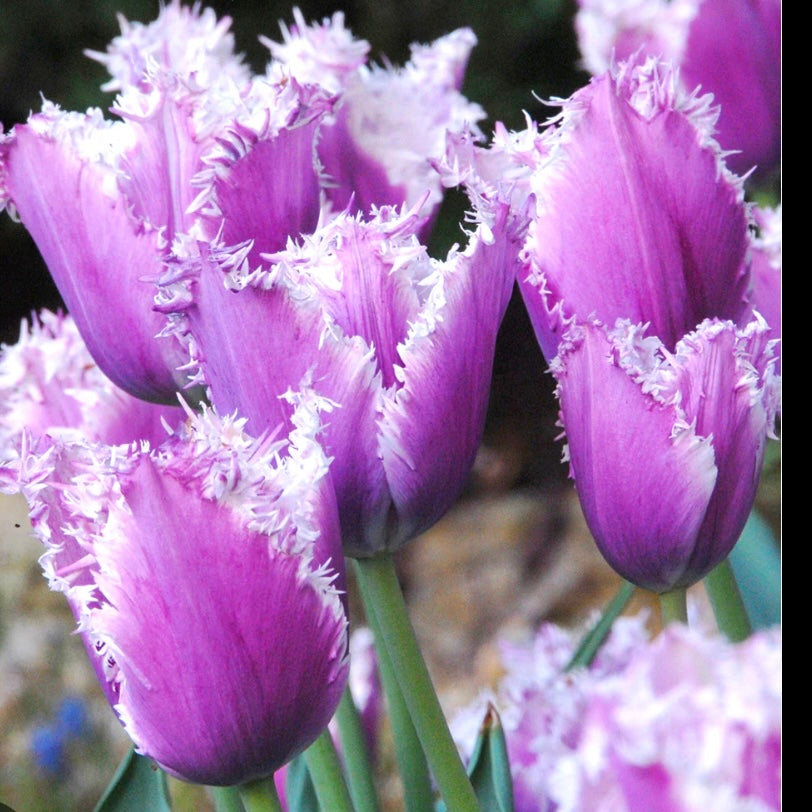 Tulip Crunchy Cummins - 10 Bulbs
