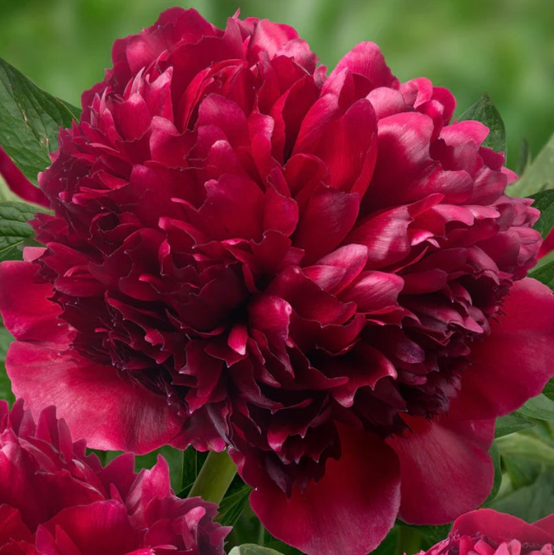 Peony 'Red Grace'