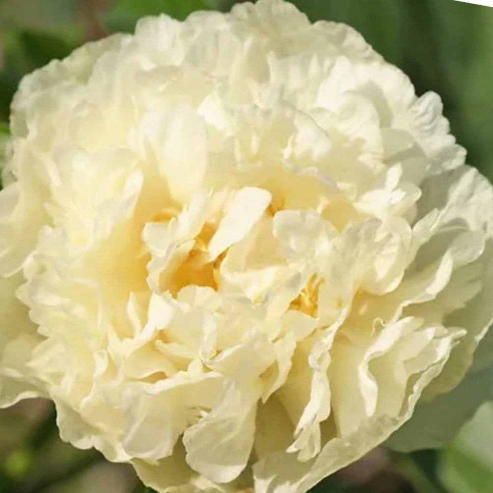 Peony Root 'Sunny Girl'