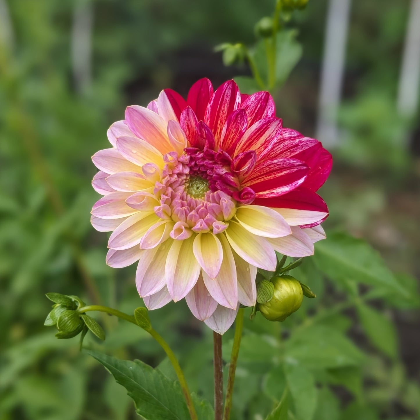 Potted Dahlia - Innocent Silence