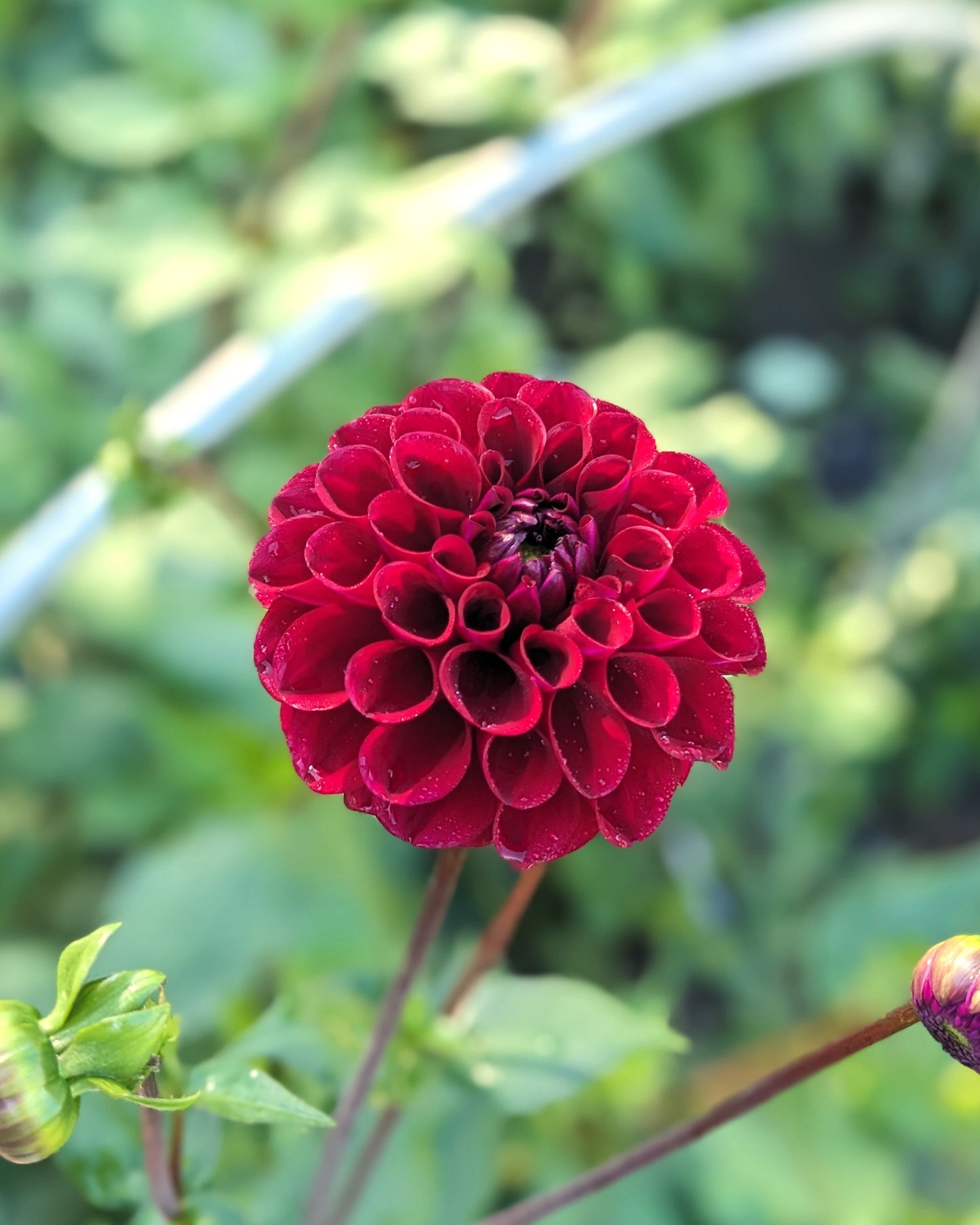 Dahlia - Jason Matthew