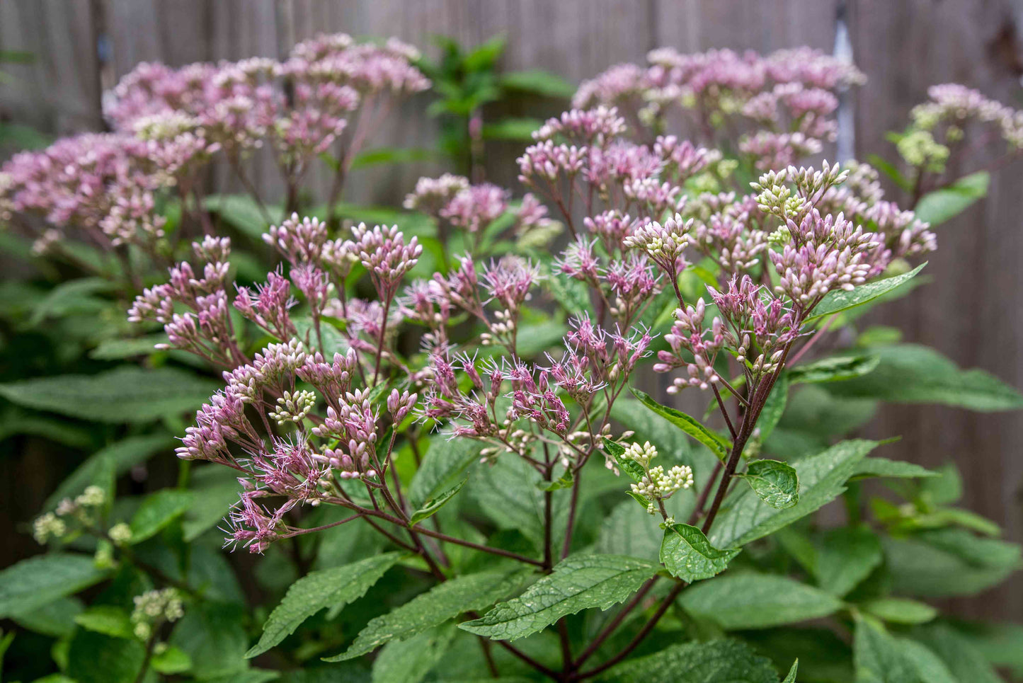 Joe-pye Weed