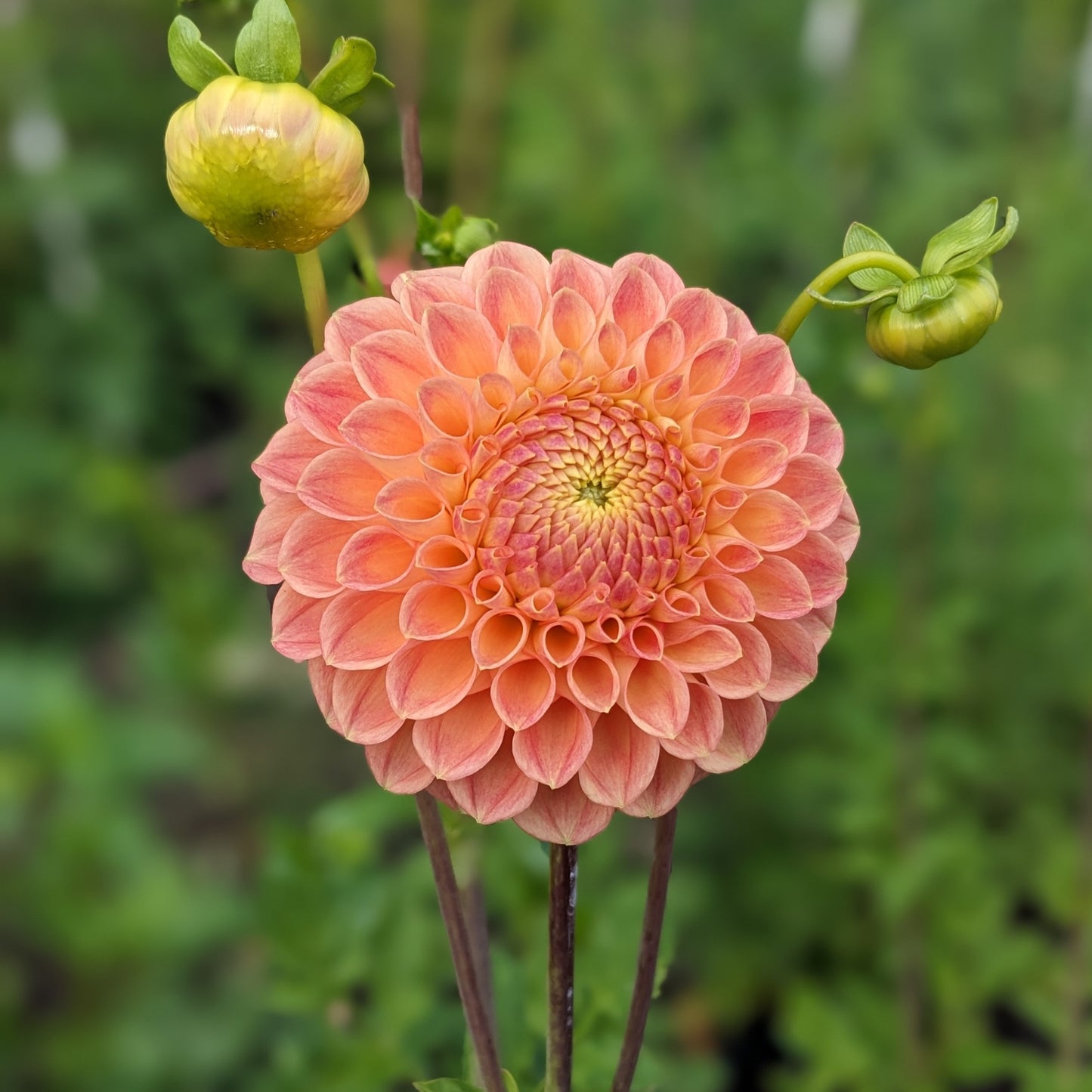 Potted Dahlia - Jowey Nicky