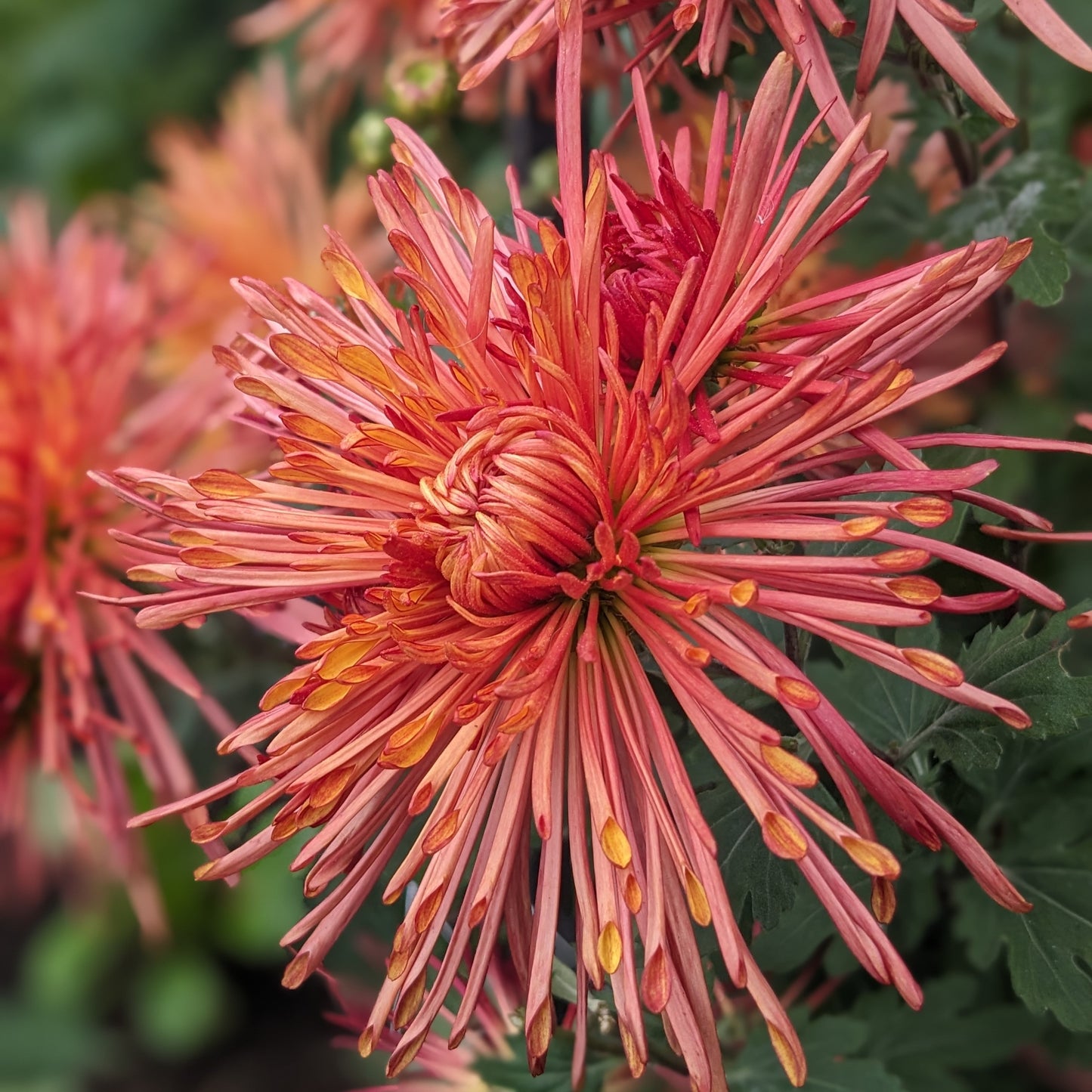 Potted Chrysanthemum - Judith Baker