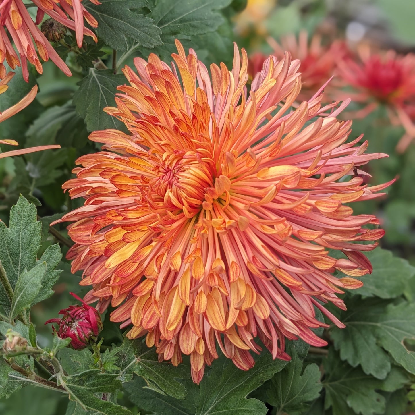 Potted Chrysanthemum - Judith Baker