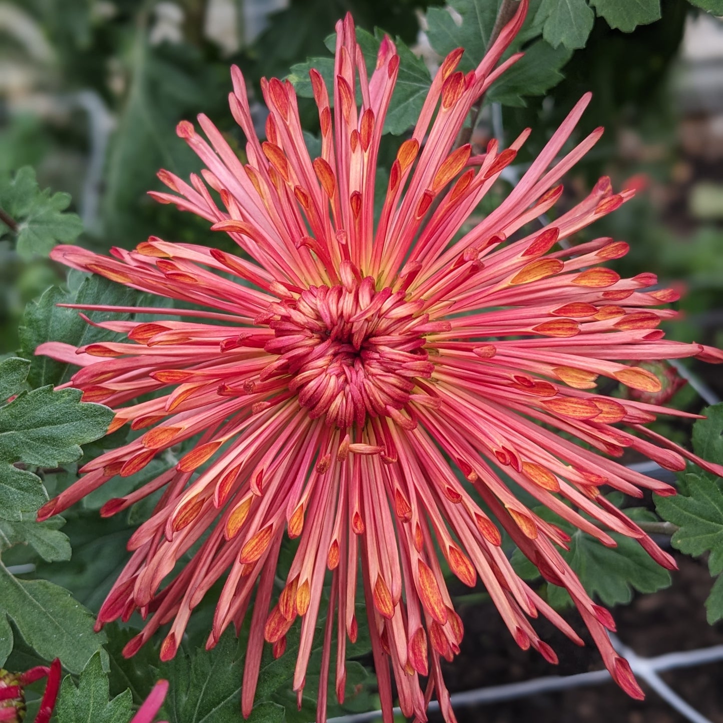 Potted Chrysanthemum - Judith Baker