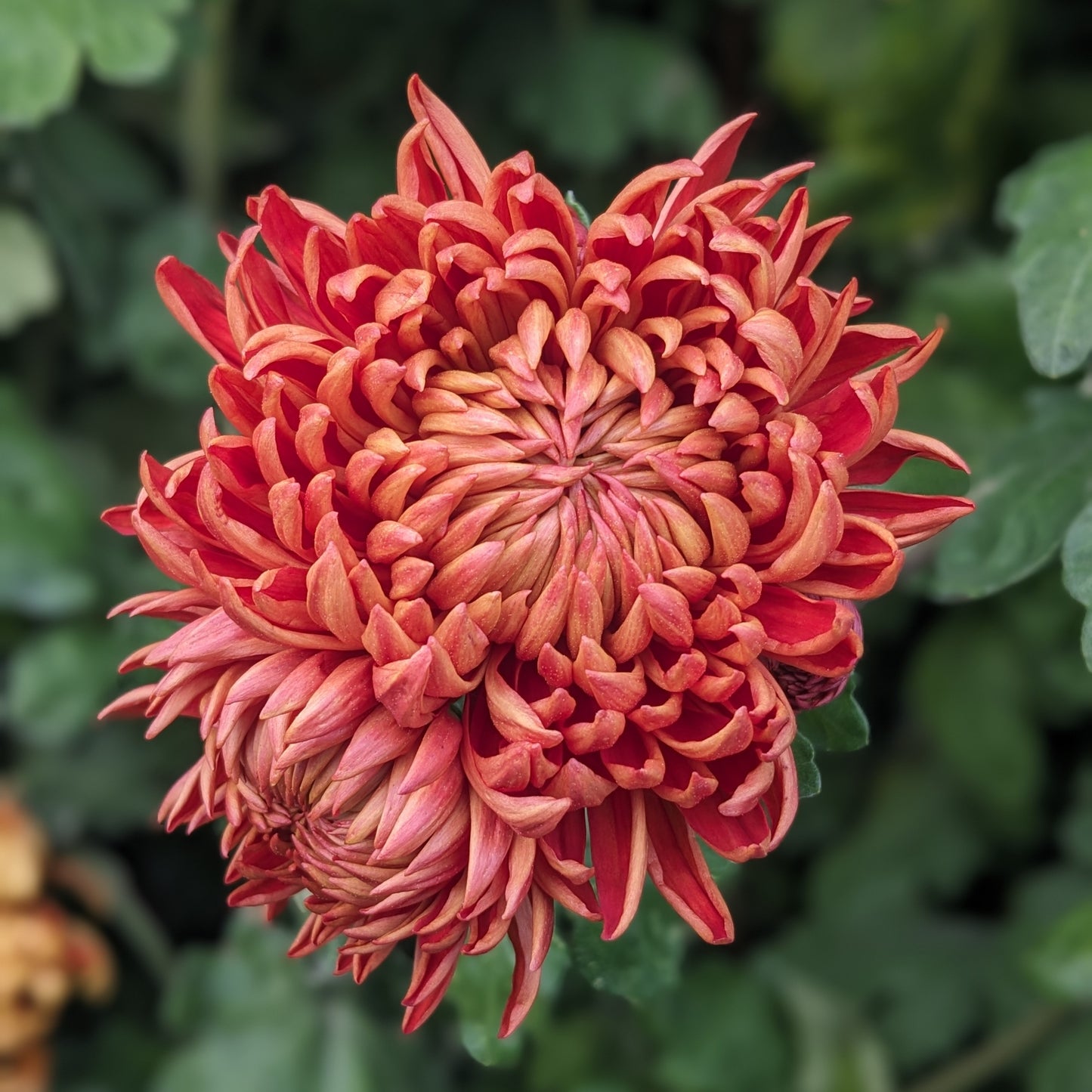 Potted Chrysanthemum - Karen Riley