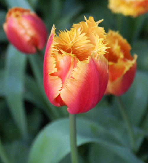 Tulip Lambada - 10 Bulbs