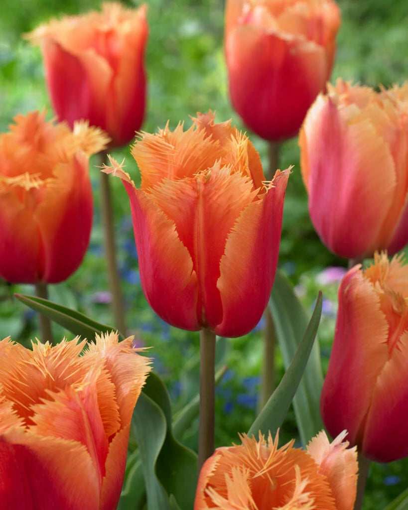 Tulip Lambada - 10 Bulbs