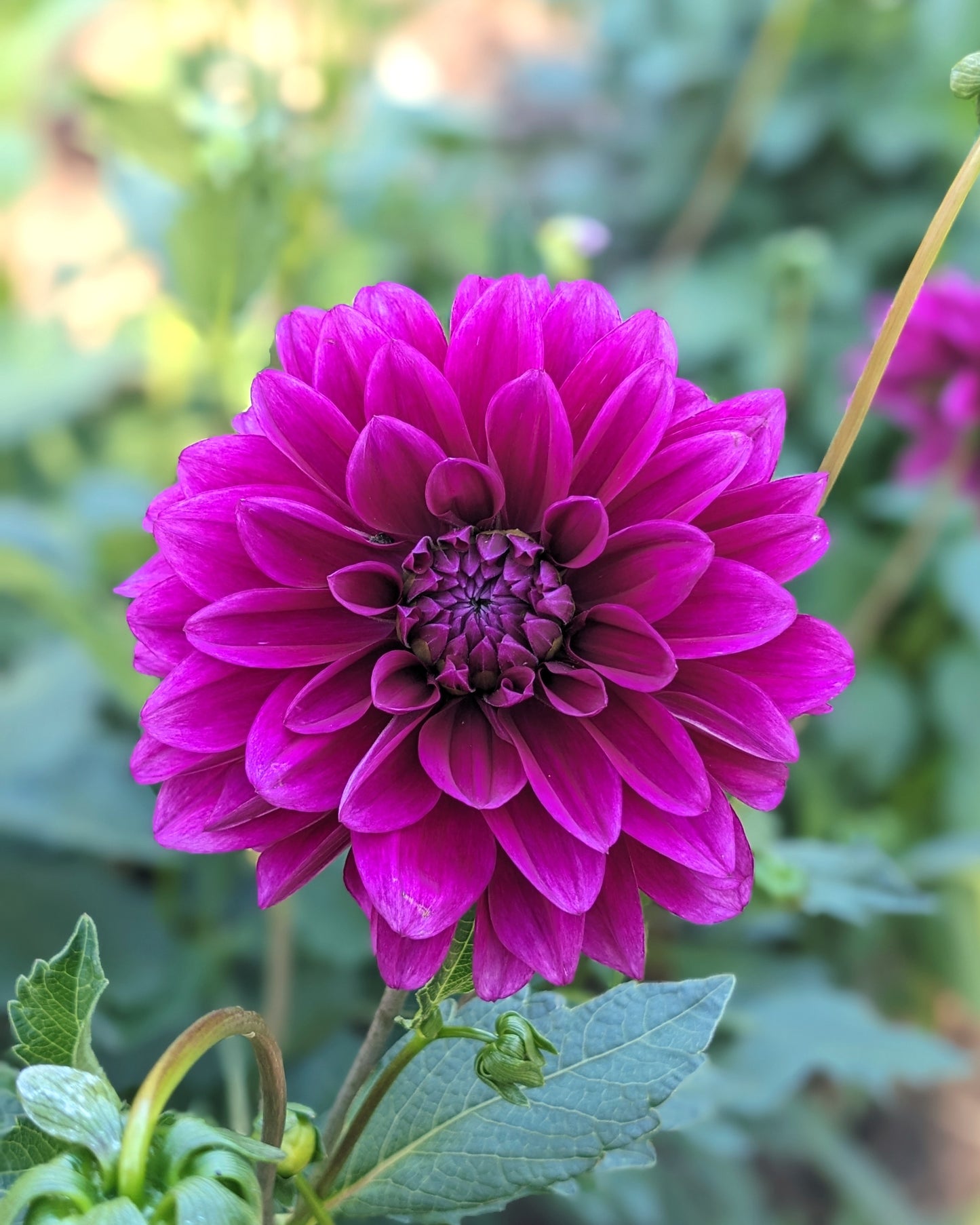 Potted Dahlia - Le Baron