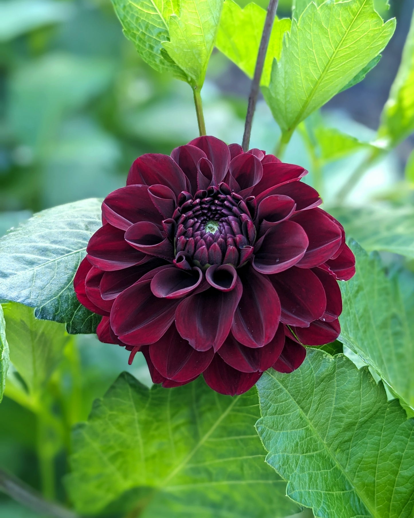 Dahlia - Light's Out