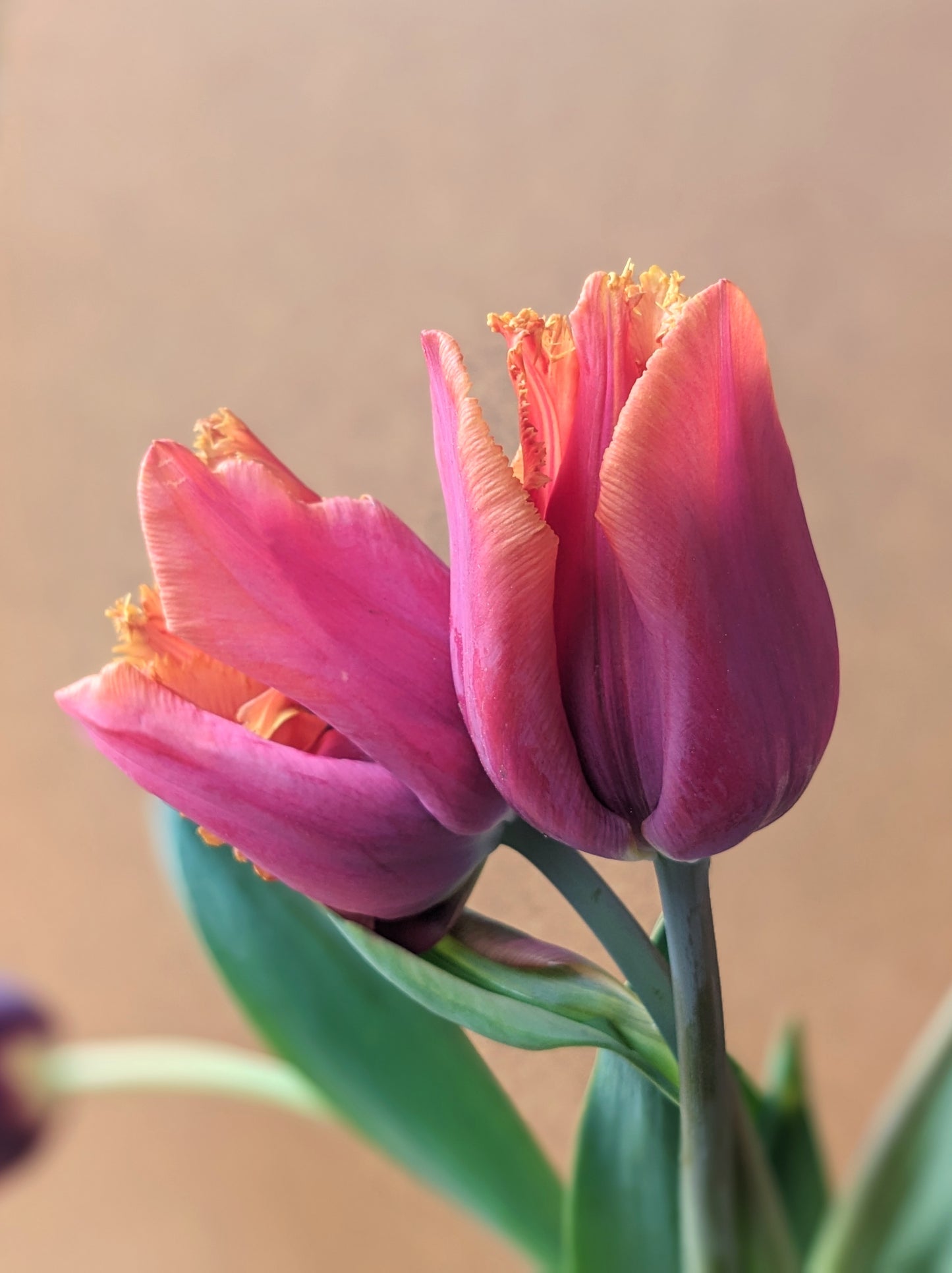 Tulip Louvre Orange - 10 Bulbs