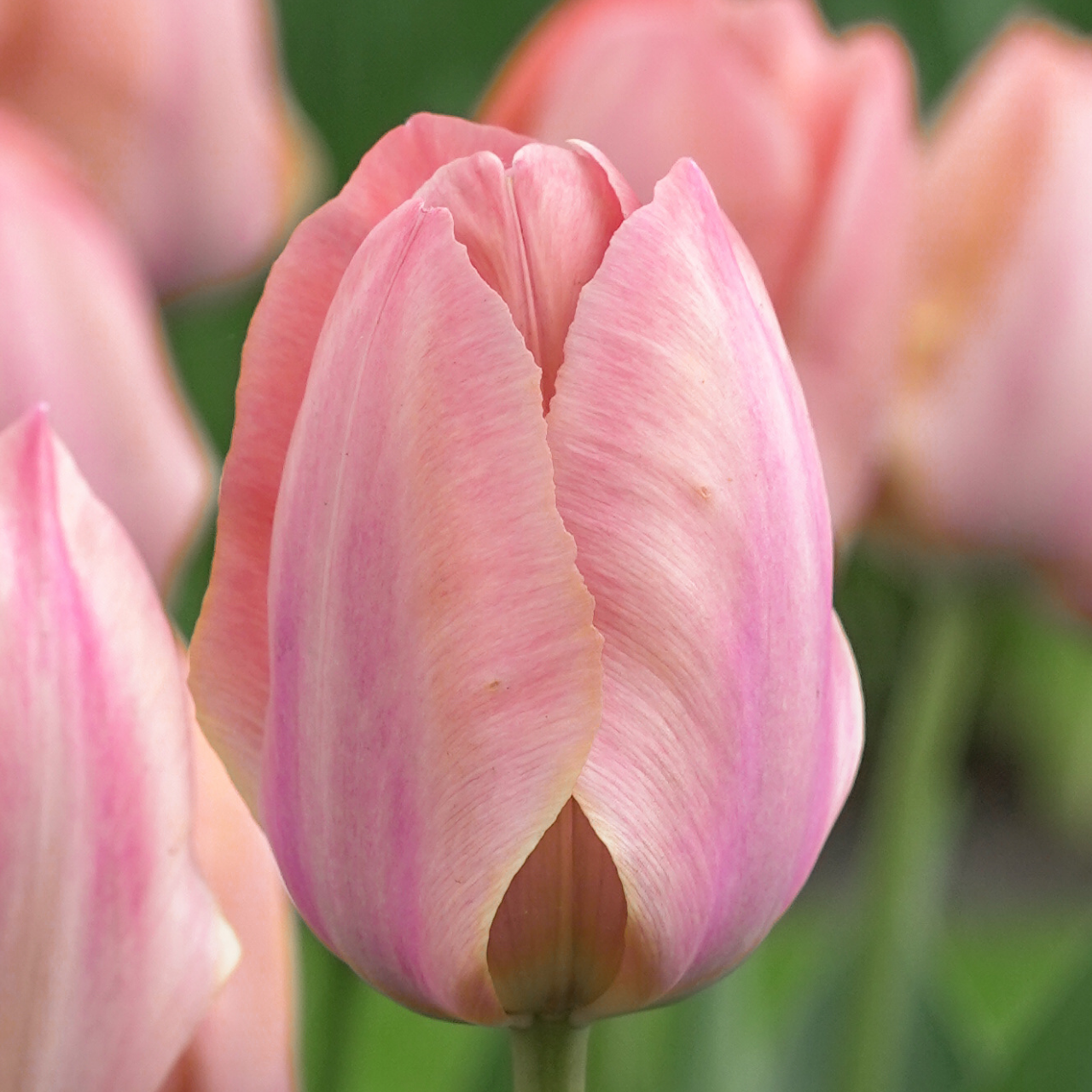 Tulip Salmon Van Eijk - 10 Bulbs