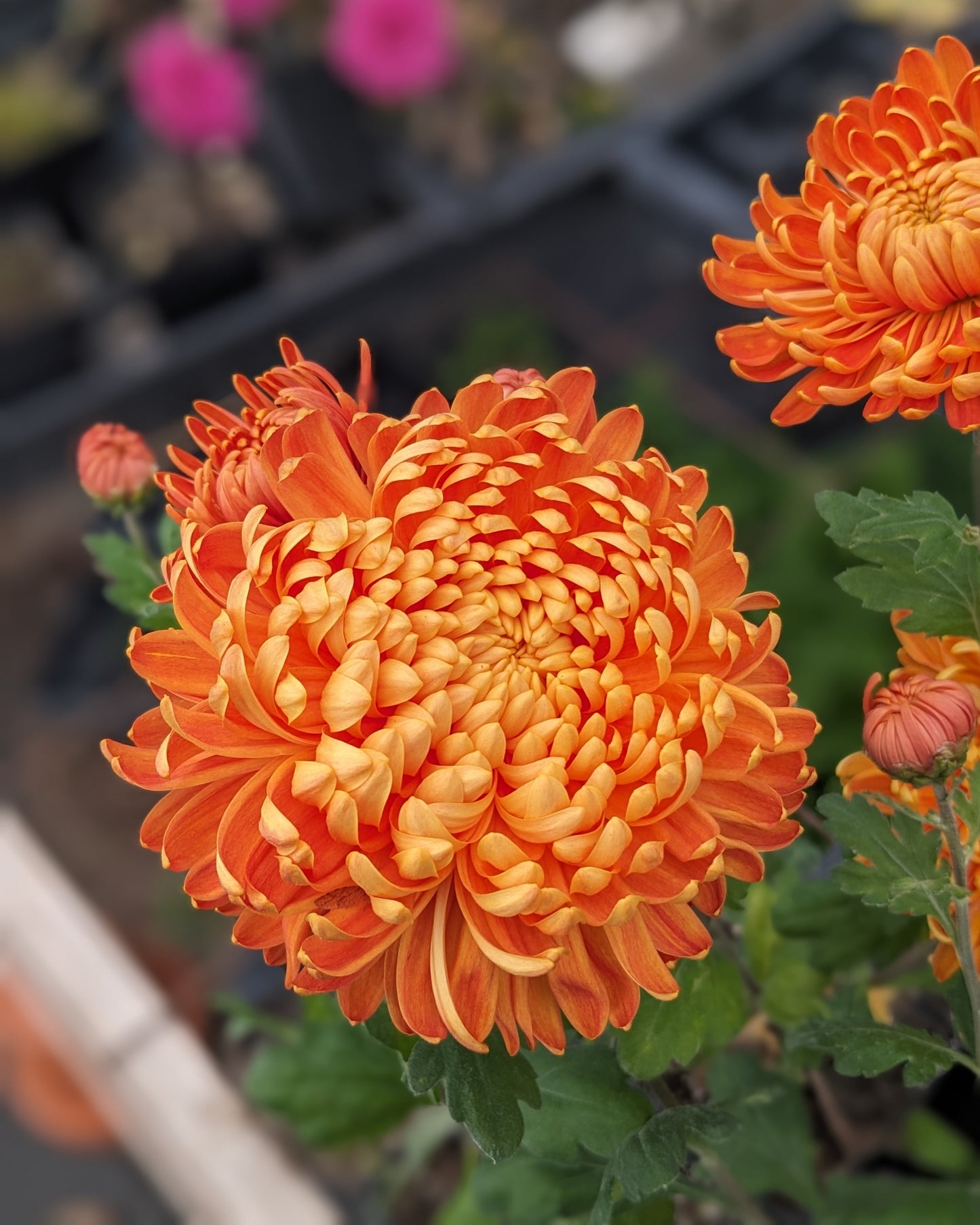 Chrysanthemum - Molly Anderson x 2