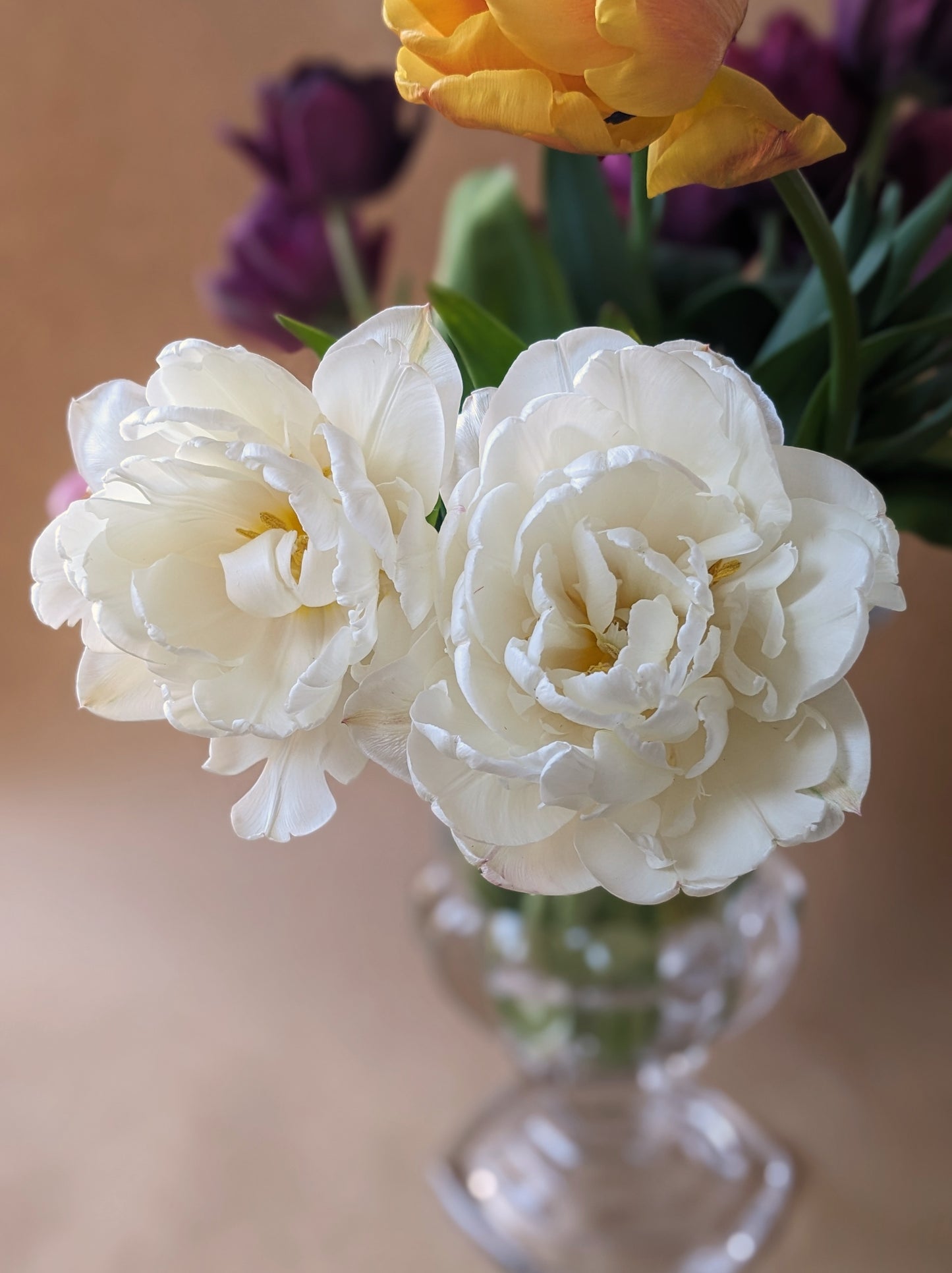 Tulip Mount Tacoma - 10 Bulbs