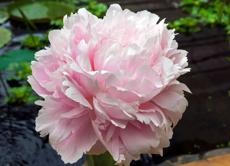 Peony 'Pillow Talk'