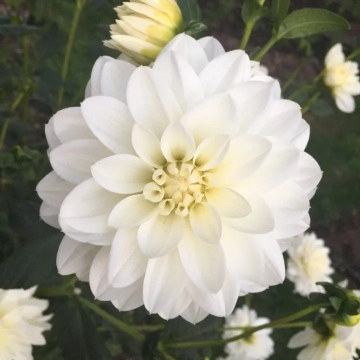 Dahlia Import - Peace Pact