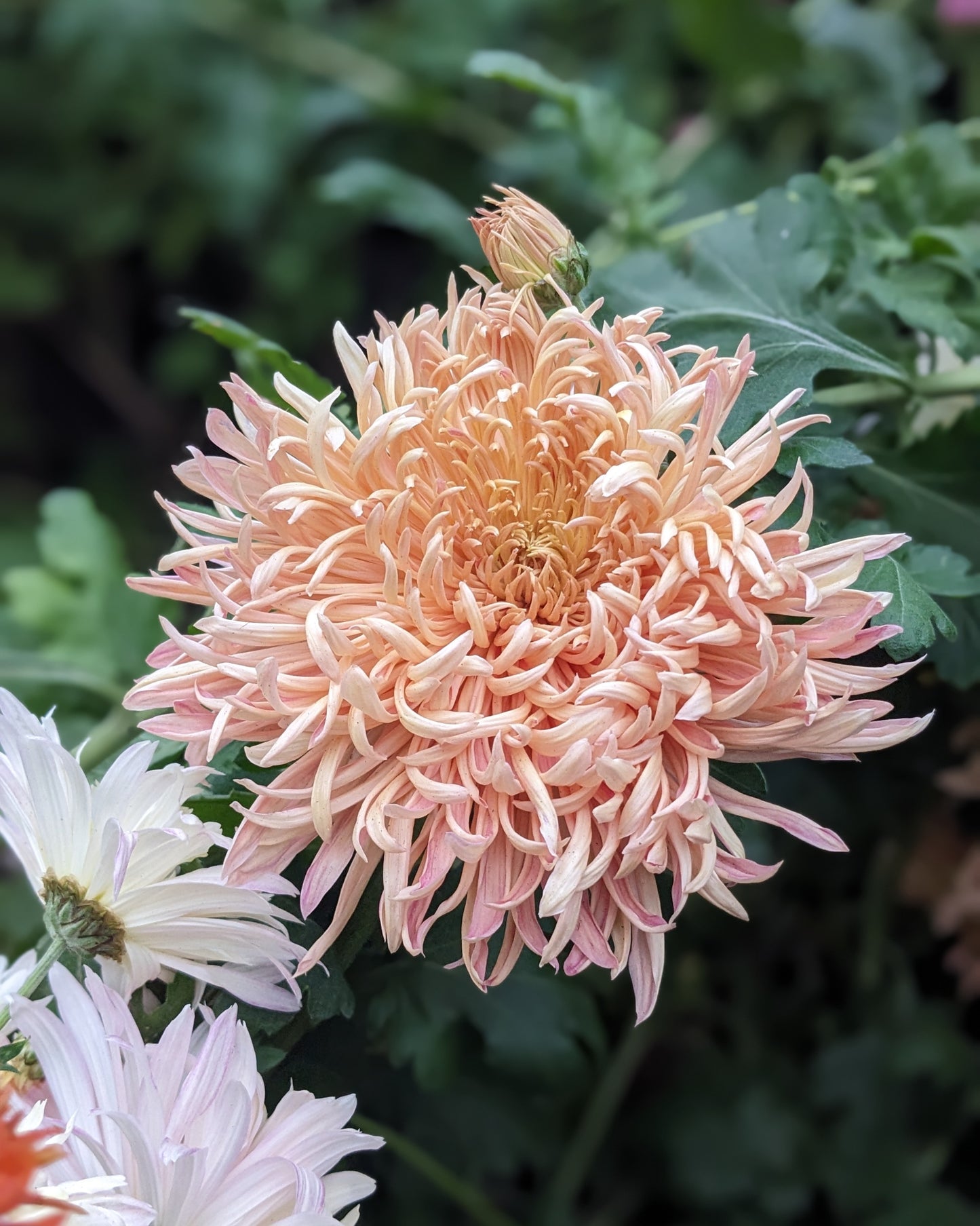 Chrysanthemum - Peach Courtier x 2