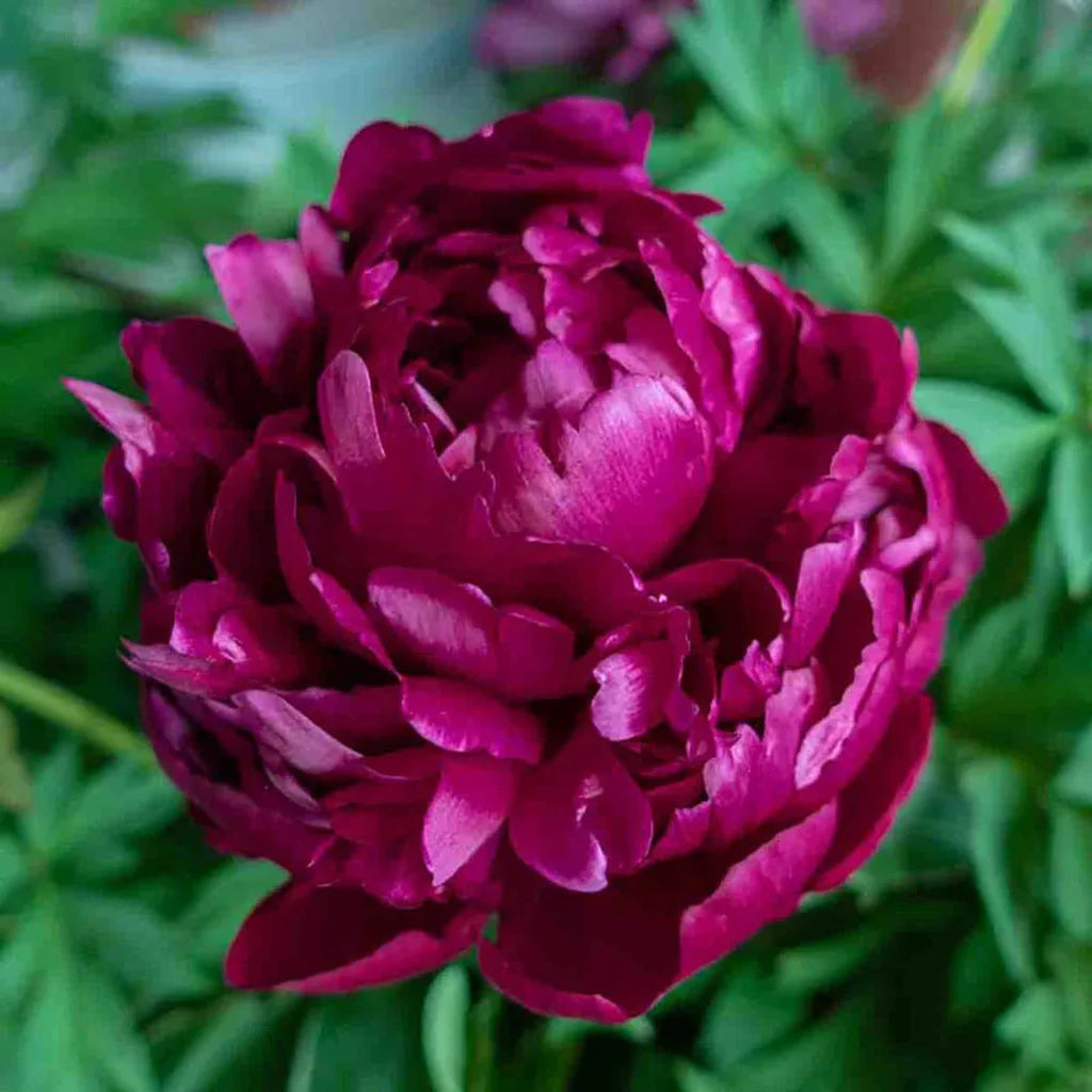 Peony Root 'Peter Brand'