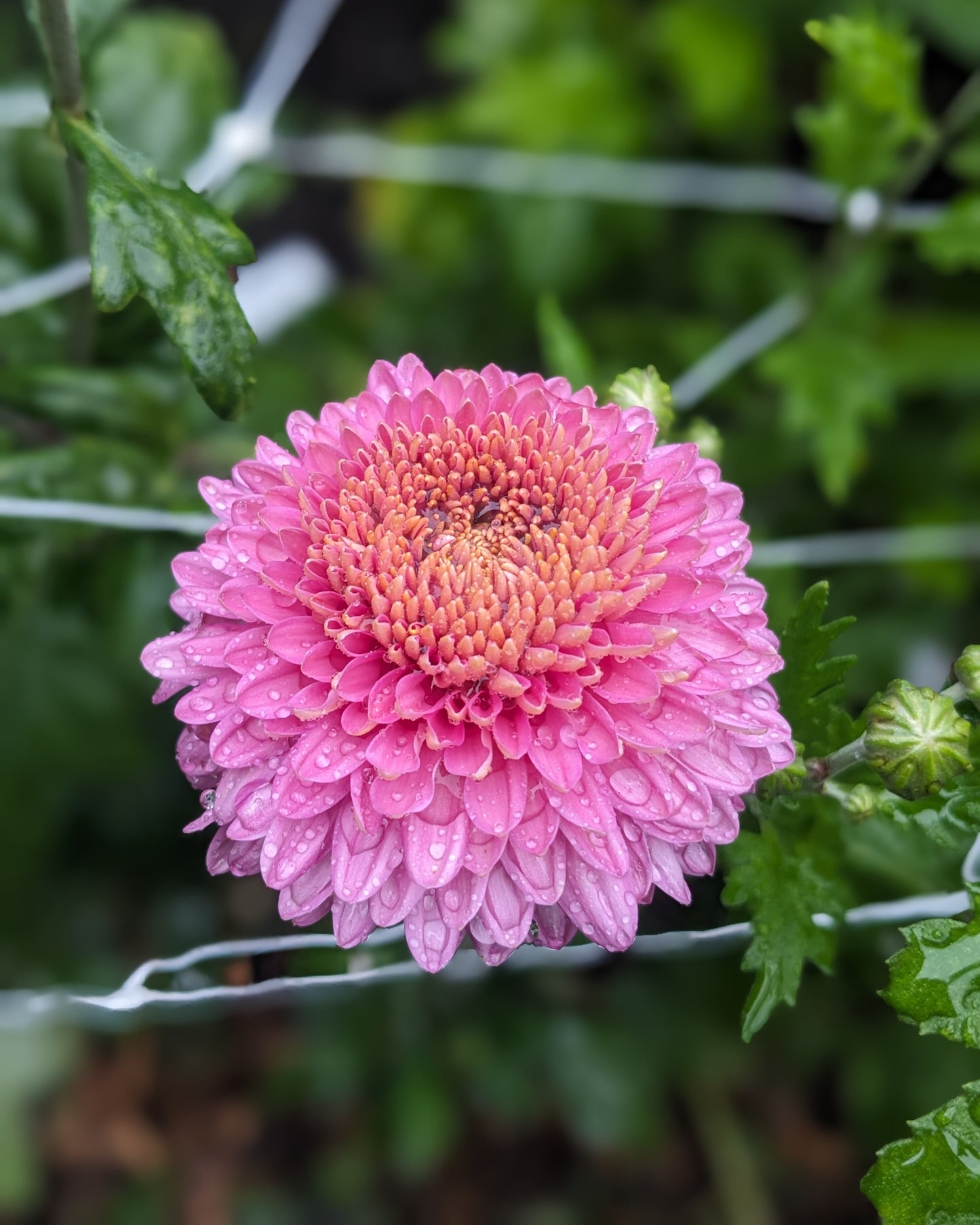 Chrysanthemum - Pink Margaret x 2