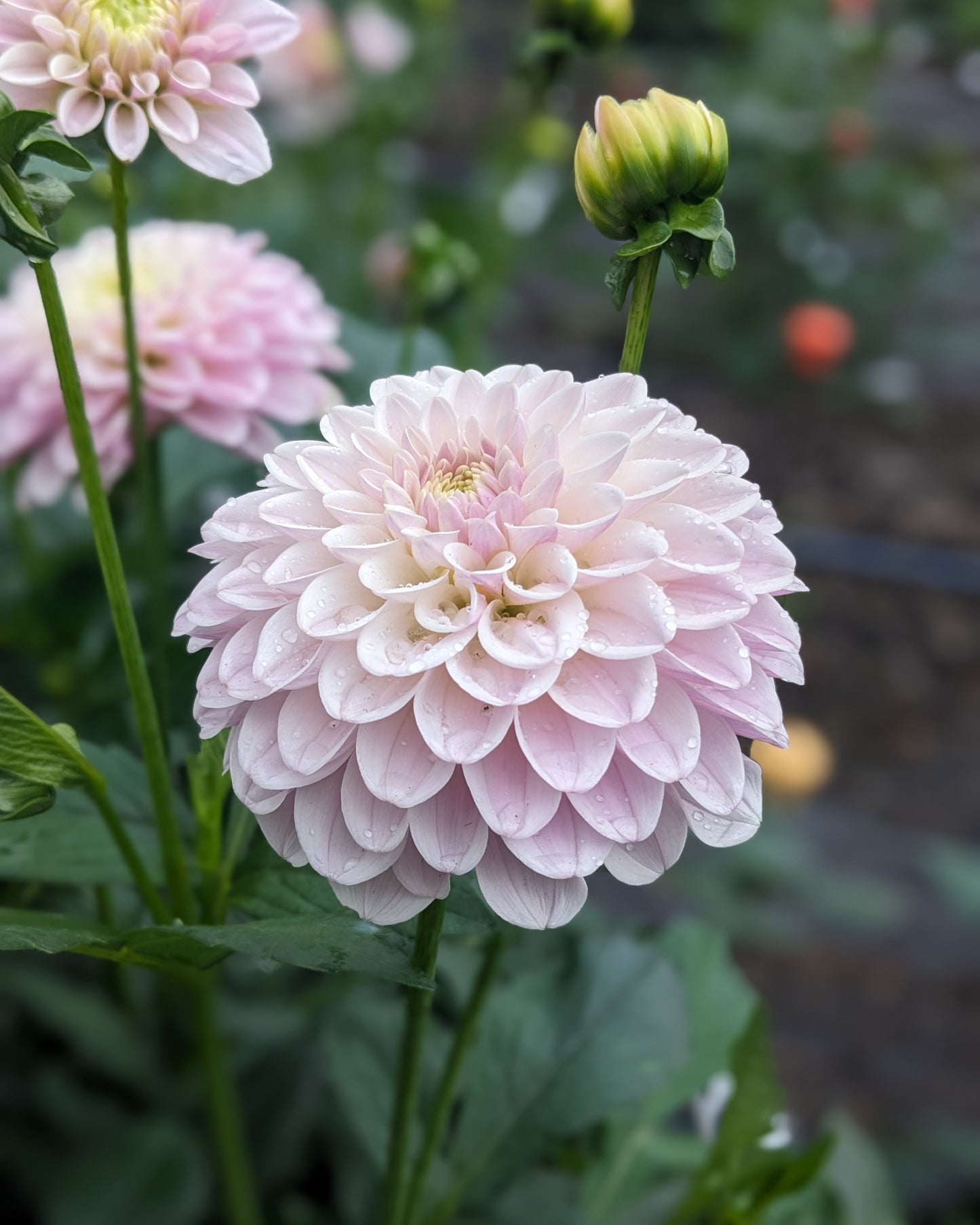 Dahlia - Pink Silk
