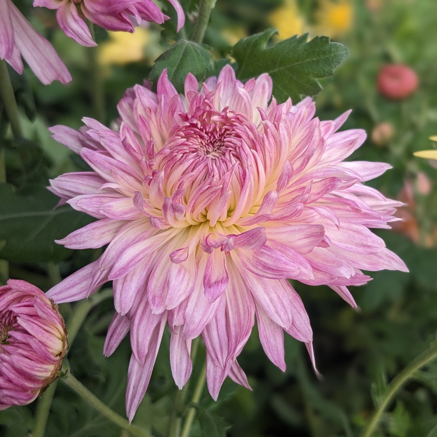 Potted Chrysanthemum - Pink John Wingfield
