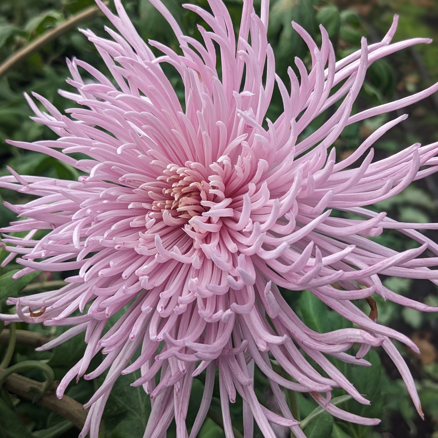 Potted Chrysanthemum - Pink Rayonette