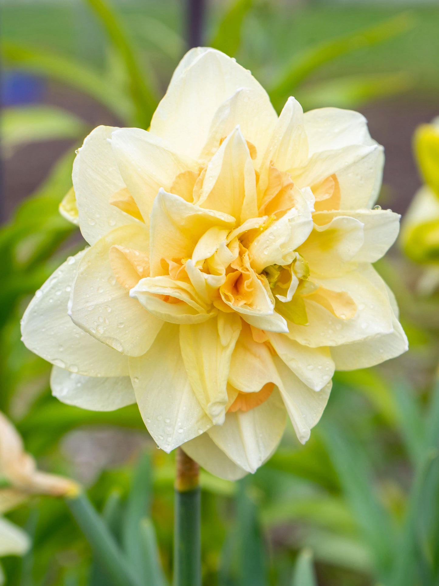 Narcissus 'Pom Pom Rose' - 10 Bulbs