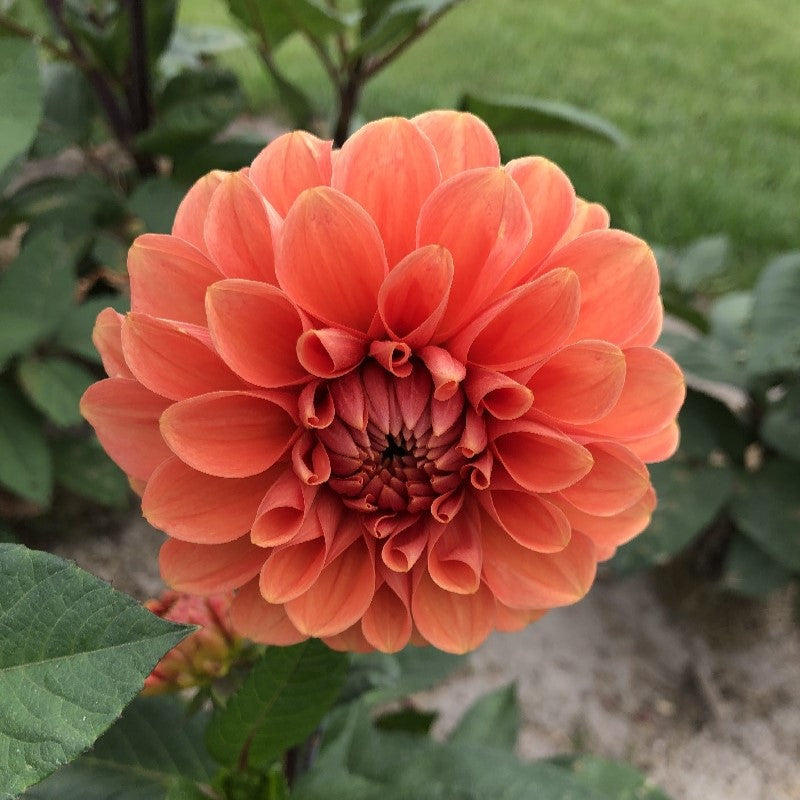 Dahlia Import - Portofino