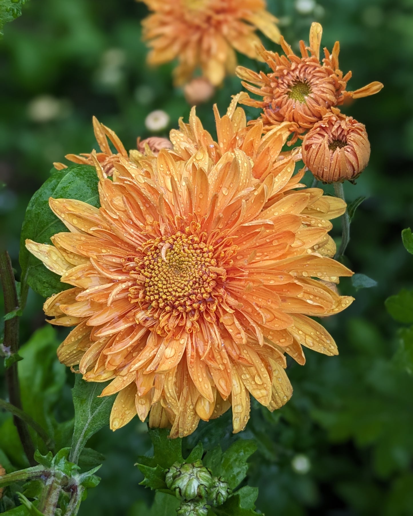 Chrysanthemum - Prom King x 2