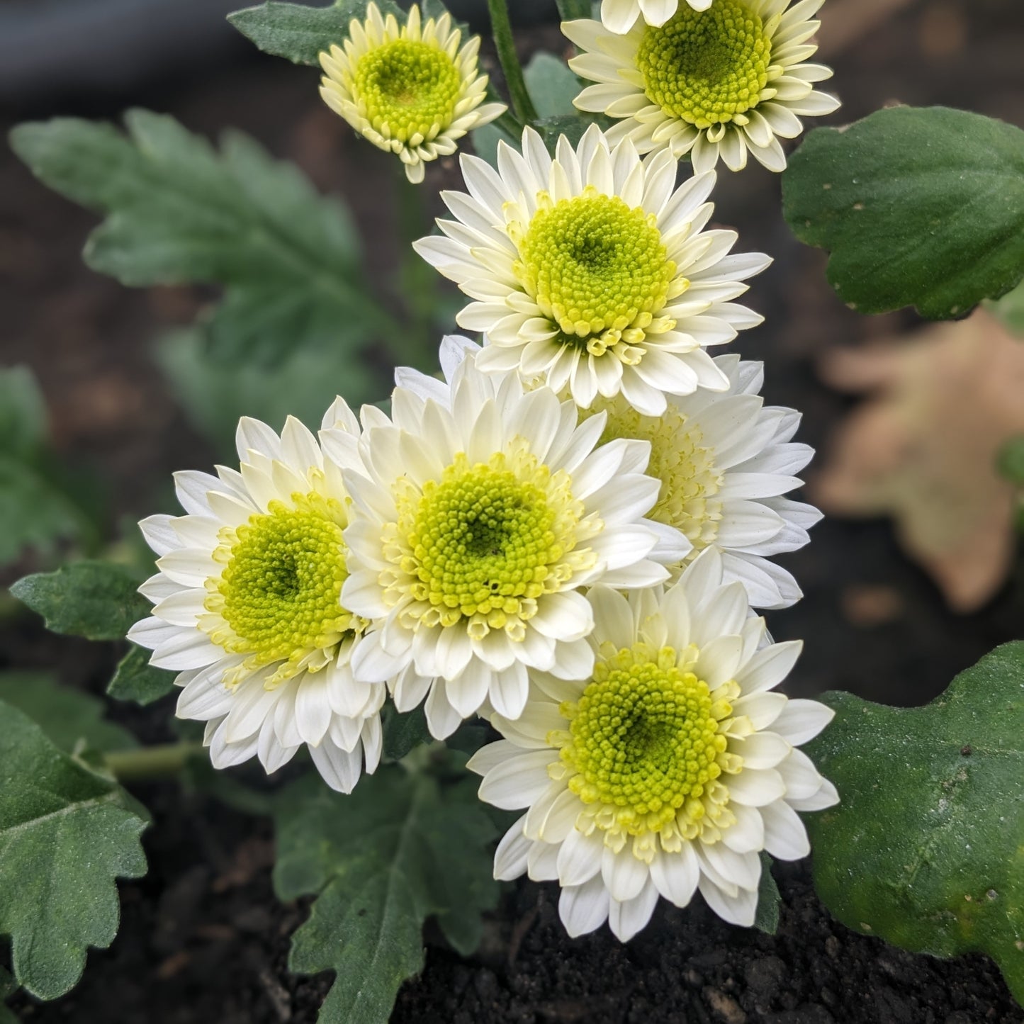 Potted Chrysanthemum - Puma