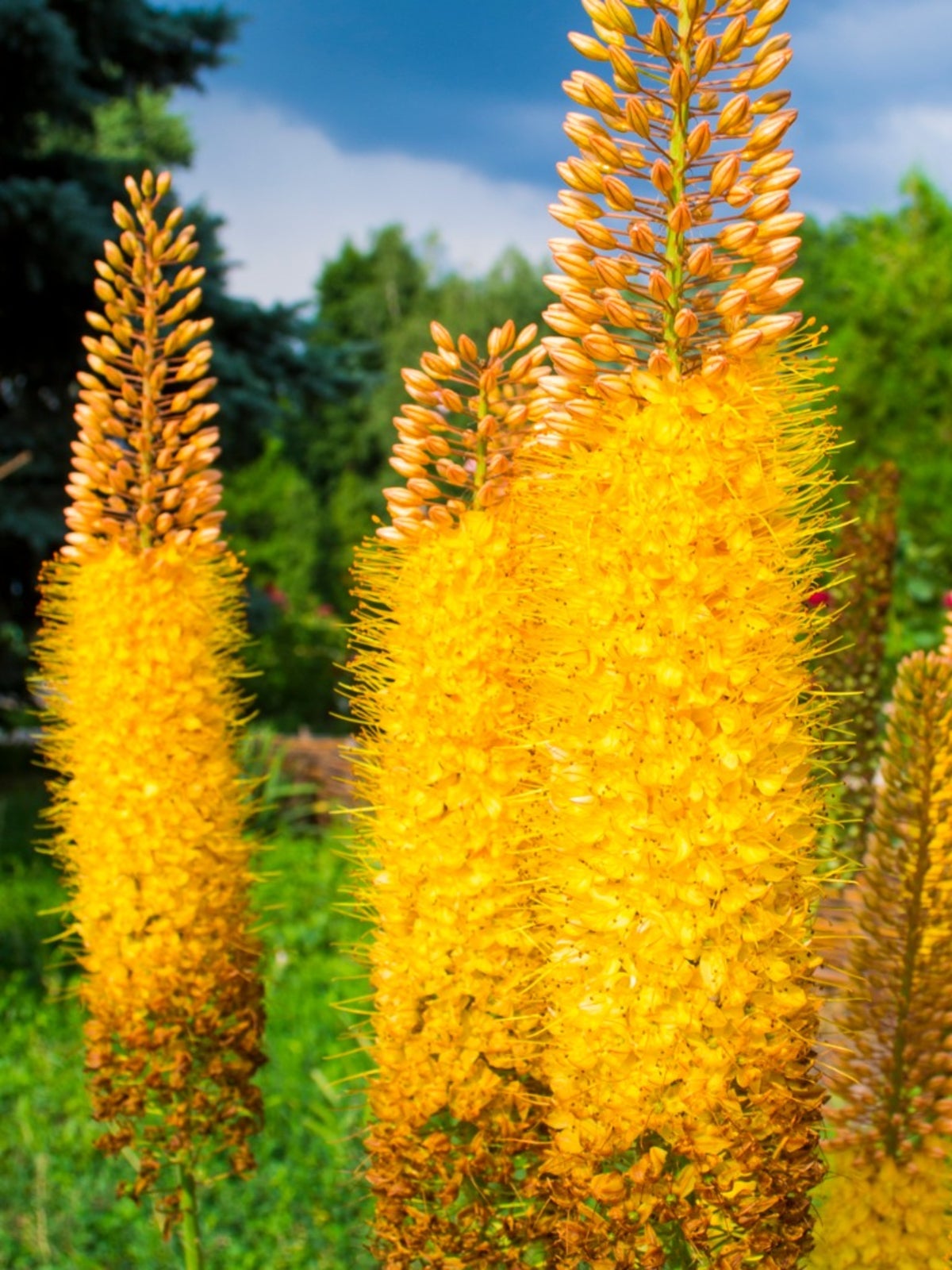 Foxtail Lily - Yellow Tops