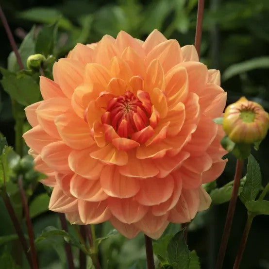 Dahlia Import - Rancho