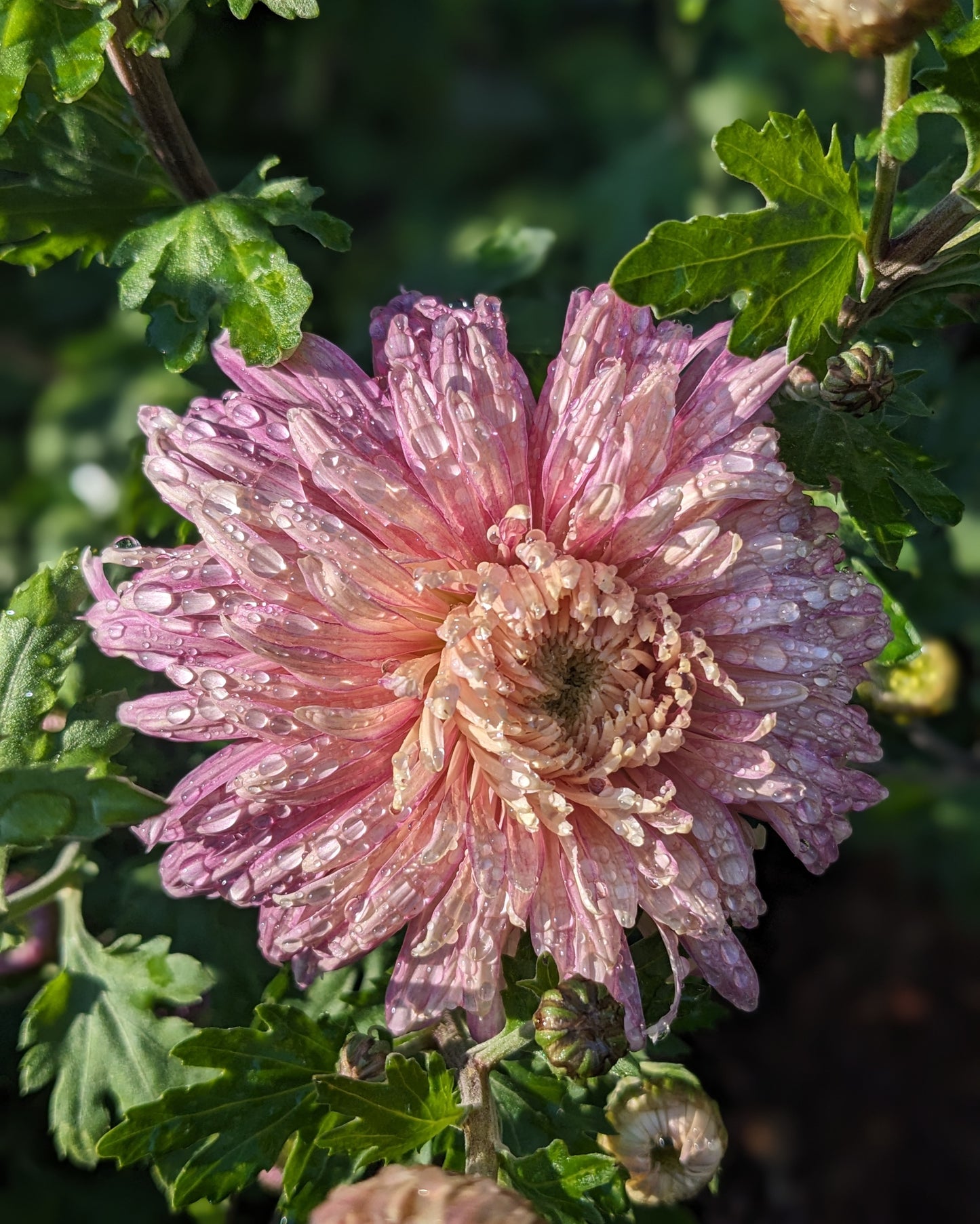 Chrysanthemum - Raspberry Ripple x 2