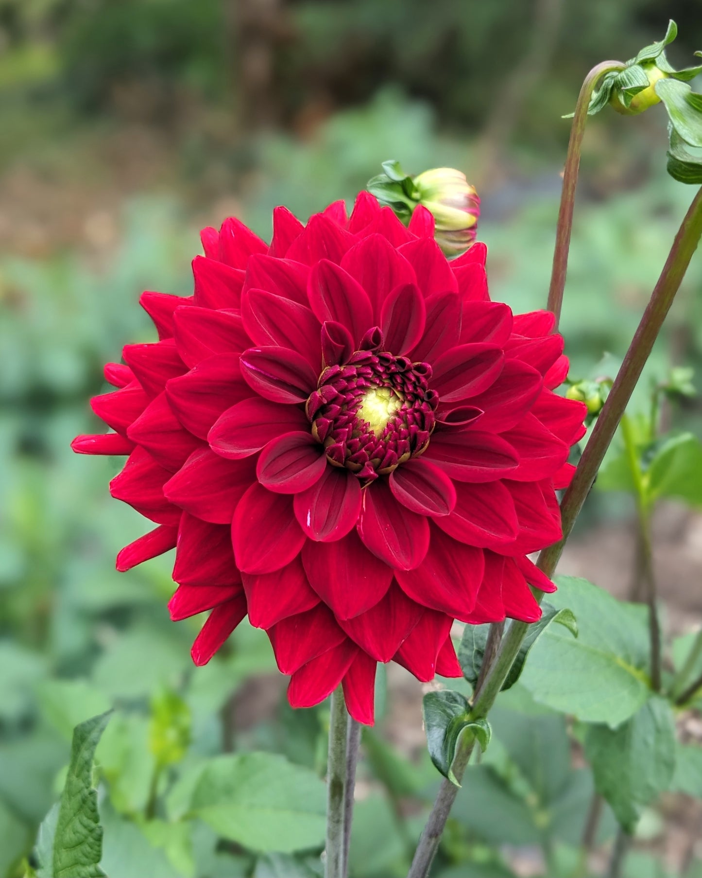 Dahlia - Red Runner