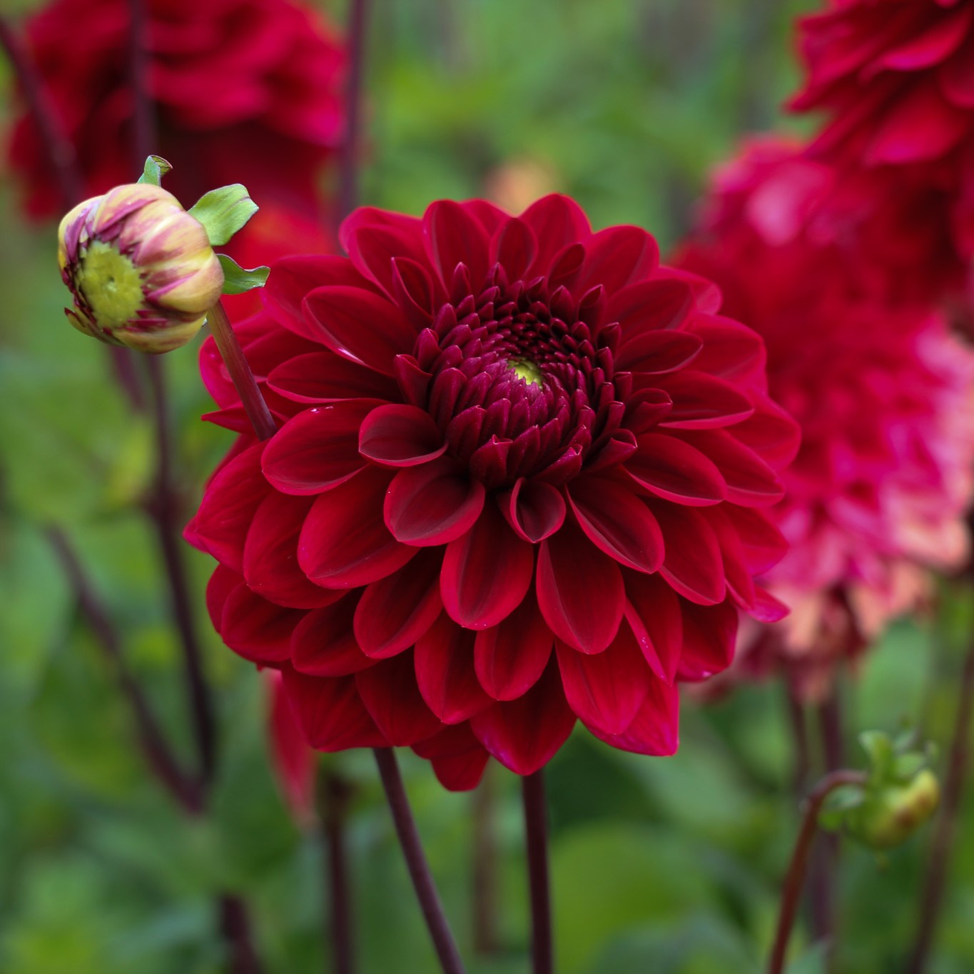 Dahlia Import - Red Runner