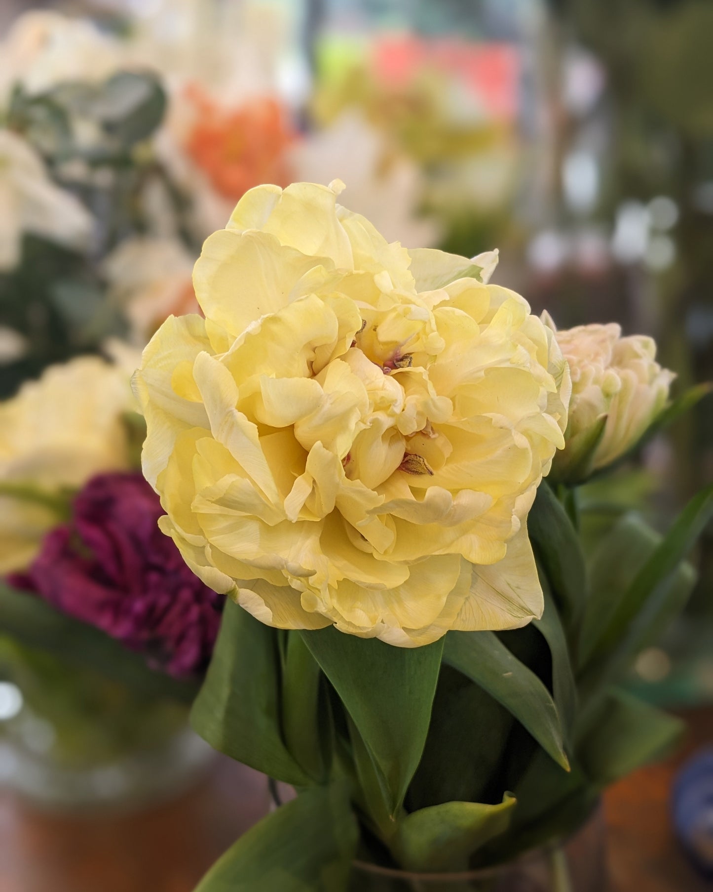 Tulip Avant Garde - 10 Bulbs