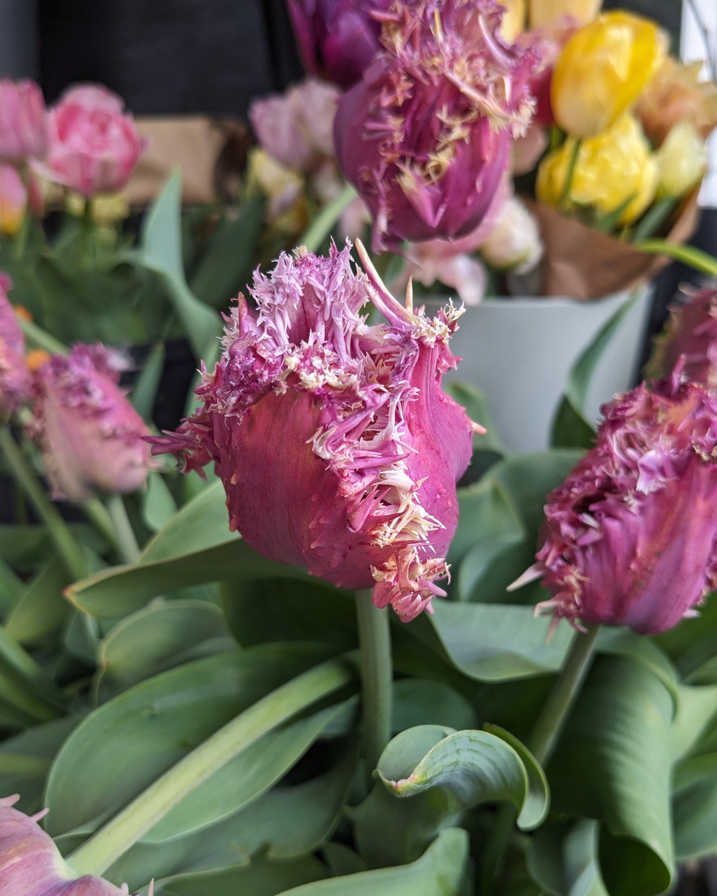 Tulip Crunchy Cummins - 10 Bulbs