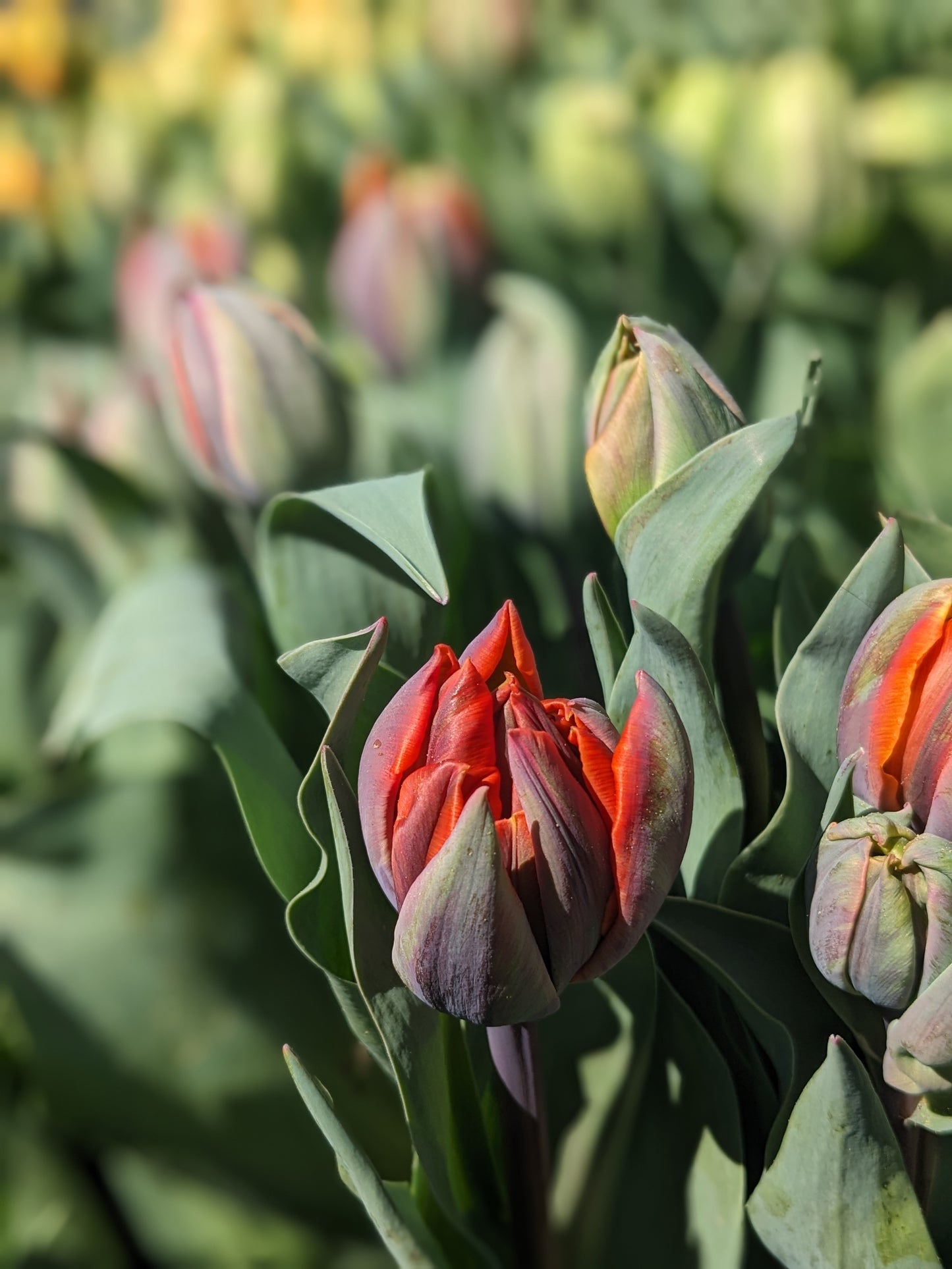 Tulip Orange Princess - 10 Bulbs